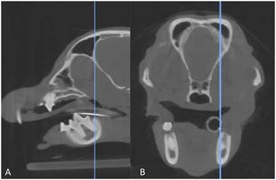 The anatomical relationship between the mandibular first molar roots and the mandibular canal based on breed size and skull type